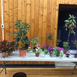 Show Table