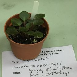 African Violet - mini blue (potted from leaf)