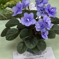 African Violet - mini double blue
