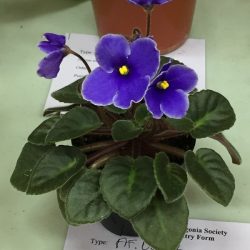African Violet - mini purple