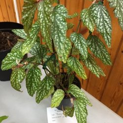 Begonia Angel Wings