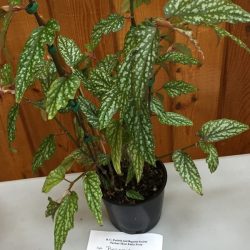 Begonia Angel Wings
