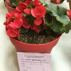 Begonia Betulla