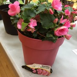 Begonia Betulla Candy