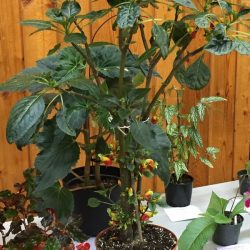 Begonia Impatiens Parrot niamniamensis