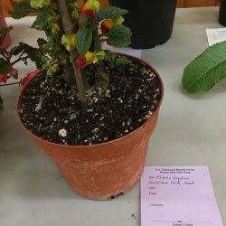 Begonia Impatiens Parrot niamniamensis