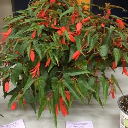 Begonia Million Kisses