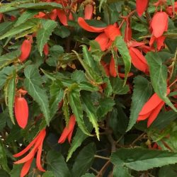 Begonia Million Kisses