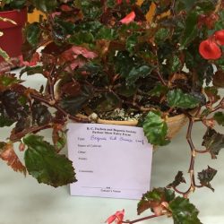 Begonia Red Bronze Leaf