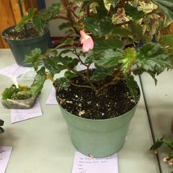 Begonia Richmondensis