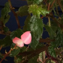 Begonia Richmondensis