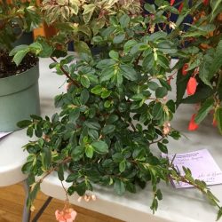 Begonia fuchsioides