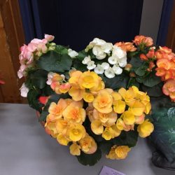 Begonia grown from seeds