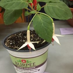 Fuchsia Deutsche Perle