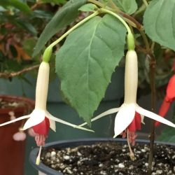 Fuchsia Deutsche Perle