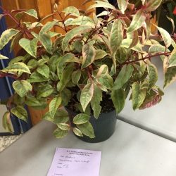 Fuchsia - Tom West