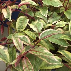 Fuchsia - Tom West