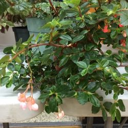 Fuchsia - missed the name