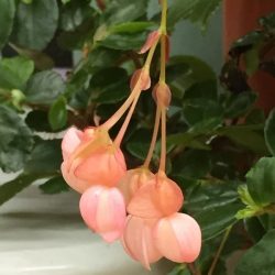 Fuchsia - missed the name