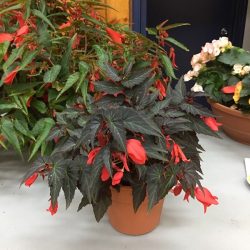 Fuchsia (missed the name)