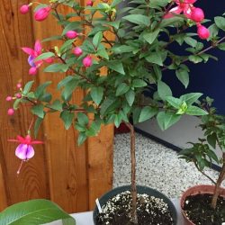 Fuchsia (missed the name)