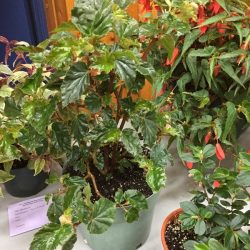 Fuchsia (missed the name!)