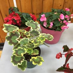 Pelargonium