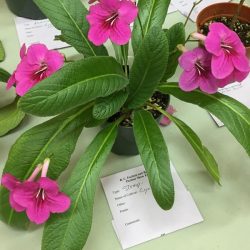 Streptocarpus Cyn