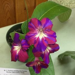 Streptocarpus SpinArt