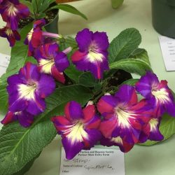 Streptocarpus SpinArt