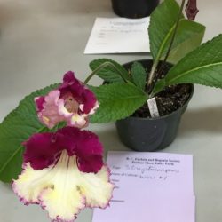 Streptocarpus Wow