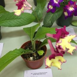 Streptocarpus Wow